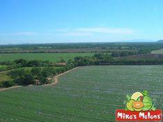 Agrolibano's farm