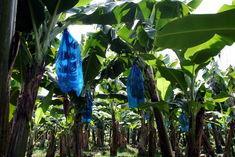 Costa Rican banana production
