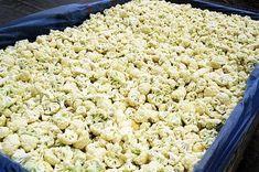 Cauliflower prices have nosedived