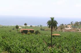 IC Canary Islands banana plantation
