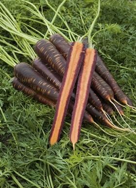 Purple bushytop carrots Tesco