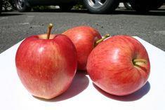 New apple variety launched
