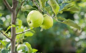 Granny Smith apple orchard