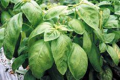 Swedeponic’s herb growth