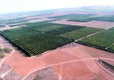 Could these Israeli citrus crops soon be irrigated with saline water?