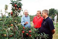 L-r: John Worth, Tesco technical manager for top fruit, Quentin Sandell, Tesco local buying manager for the South East and Peter Uren, Norman Collett technical manager, assessing new-season Discovery at Toke Farm, Linton