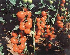 Pressure mounts on Canary tomatoes