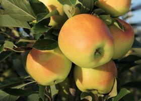 Opal apples