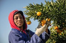 South Africa citrus picking