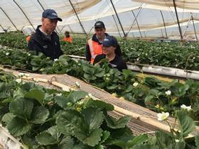 Costa Tasmanian berries attract local labour campaign