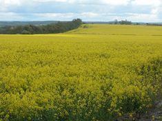 Biofuel for thought