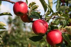 Rubens apples enter Tesco