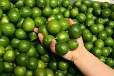 New government boost for Mexico limes