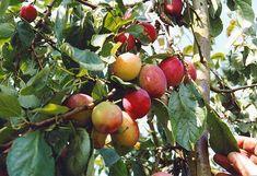 English plums in full swing