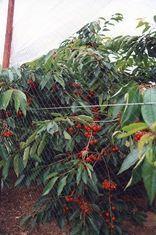Wind chimes cherry warning