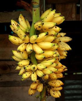 Philippines bananas