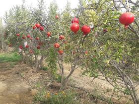 2022-01-Organic pomegranates