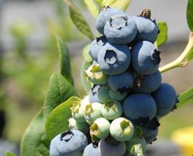 California blueberries Naturipe Munger
