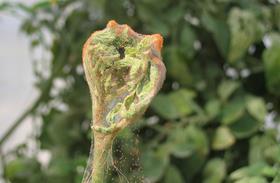 Tomato Red Spider Mite_Credit Alain Migeon and Franck Dorkeld