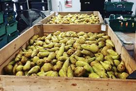 City Harvest pears