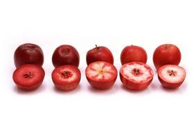 Ifored red apple varieties in a row