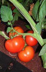 The Yaara tomato