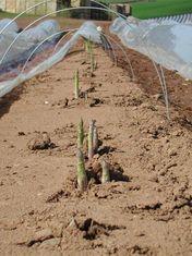 Asparagus grown under plastic in Ross-on-Wye was the first onto the market this week