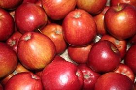Braeburn apples UK