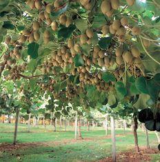 NZ kiwifruit prepared for frosts
