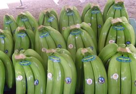 Peruvian organic bananas