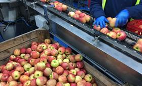 Australia apple packhouse labour