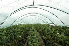 Polytunnel advice for growers