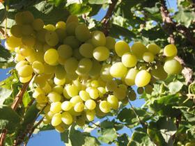CL Capespan Thompson grapes