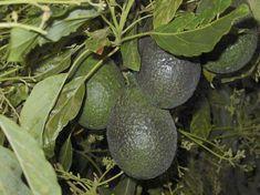 Mexico adds to avo mix