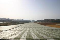Plastic protects the early Spanish sugraone crop
