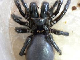 Australian funnel web spider