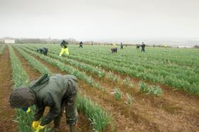 Cornwall daffodil harvest