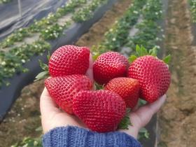 Calinda strawberries