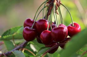 TR Perla Fruit cherries
