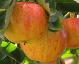 Gala - Washington Apples