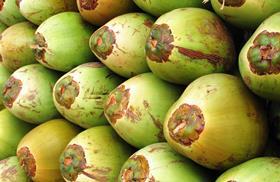 fresh coconut green free use