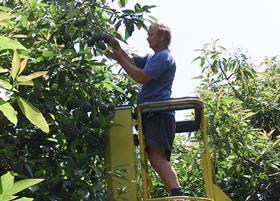 NZ avocado harvesting New Zealand