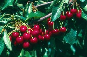 Malling cherries