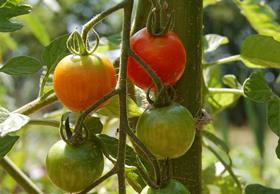 GEN Tomatoes ripening Flickr