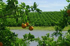 Florida Citrus