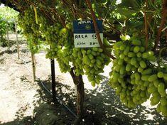 Positivity shines through weak grape market