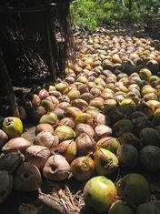 Coconut prices sprial