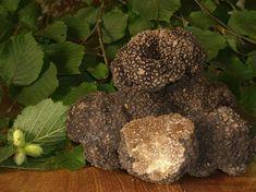 Bumper crop for British truffles