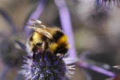 Syngenta backs £1m bee research