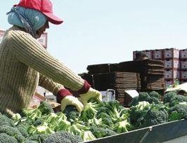 California broccoli